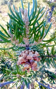 Pinus quadrifolia, Cleveland National Forest, San Diego County, California, USA