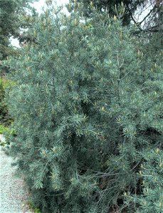Pinus quadrifolia at Rancho Santa Ana Botanic Garden in Claremont, California, USA. Identified by sign.