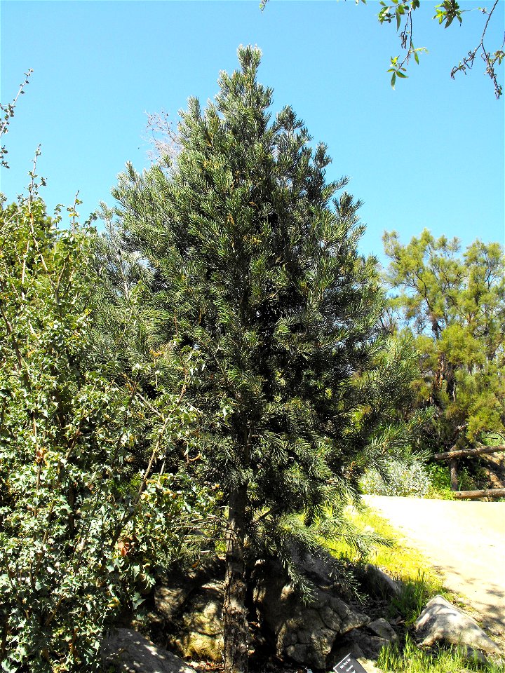Pinus quadrifolia at the San Diego Wild Animal Park, Escondido, California, USA. Identified by sign.