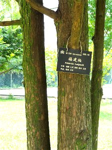 Chamaecyparis hodginsii (syn. Fokienia hodginsii). Plant specimen in the Kunming Botanical Garden, Kunming, Yunnan, China.