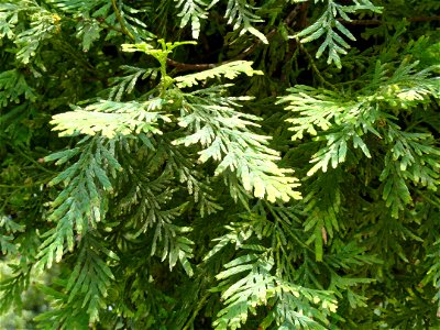 Chamaecyparis hodginsii (syn. Fokienia hodginsii). Plant specimen in the Kunming Botanical Garden, Kunming, Yunnan, China. photo