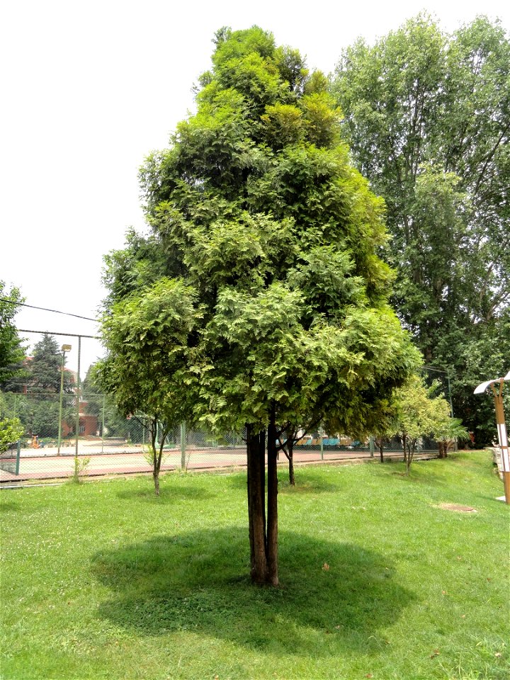 Chamaecyparis hodginsii (syn. Fokienia hodginsii). Plant specimen in the Kunming Botanical Garden, Kunming, Yunnan, China.