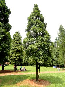 Chamaecyparis hodginsii (syn. Fokienia hodginsii). Plant specimen in the Kunming Botanical Garden, Kunming, Yunnan, China. photo