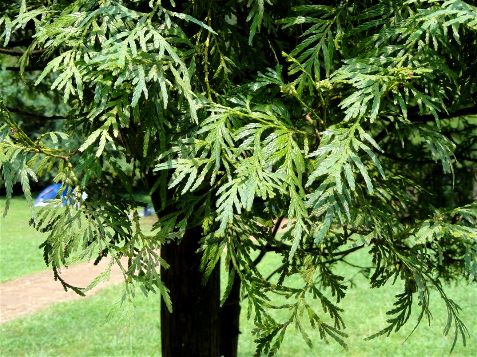 Chamaecyparis hodginsii (syn. Fokienia hodginsii). Plant specimen in the Kunming Botanical Garden, Kunming, Yunnan, China.