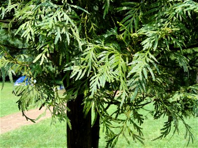 Chamaecyparis hodginsii (syn. Fokienia hodginsii). Plant specimen in the Kunming Botanical Garden, Kunming, Yunnan, China.