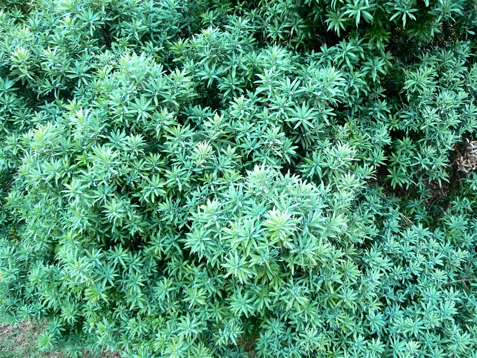 Podocarpus elongatus - foliage; cultivated, Kirstenbosch, Cape Town, South Africa