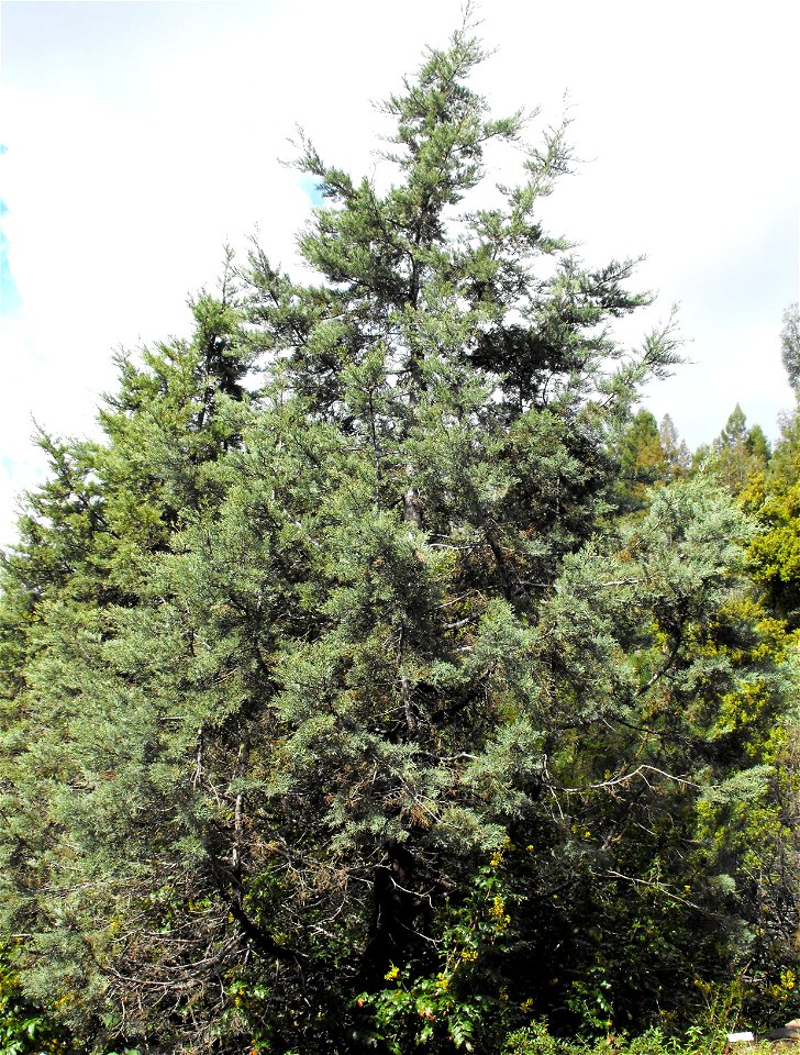 Cupressus bakeri ssp. matthewsii — at the UC Berkeley Botanical Garden, California.
Identified by sign.