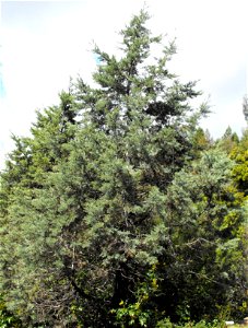 Cupressus bakeri ssp. matthewsii — at the UC Berkeley Botanical Garden, California. Identified by sign. photo