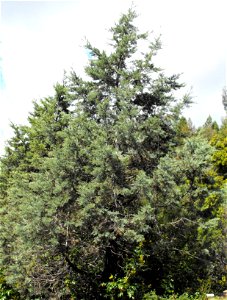 Cupressus bakeri ssp. matthewsii — at the UC Berkeley Botanical Garden, California.
Identified by sign.