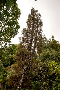 Libocedrus bidwillii