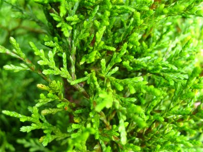 Pāhautea or New Zealand Cedar, Libocedrus bidwillii, foliage