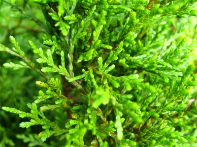 Pāhautea or New Zealand Cedar, Libocedrus bidwillii, foliage photo