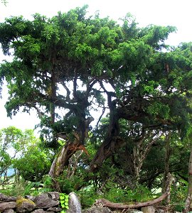 Juniperus brevifolia an Azorean endemic tree species. This specimen is in Matosa, Flores island.