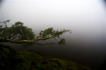 Lagoa do Paul, within the fog, municipality of Lajes do Pico, island of Pico, Azores (Portugal) photo