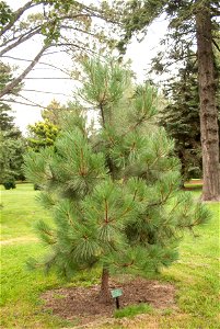 Pinus hartwegii photo