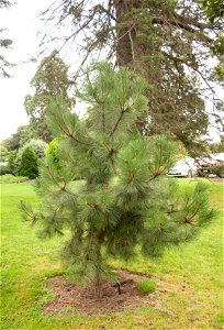 Pinus hartwegii photo