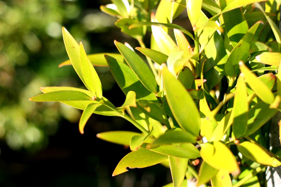 Agathis macrophylla, foliage on a young tree at Auckland, New Zealand