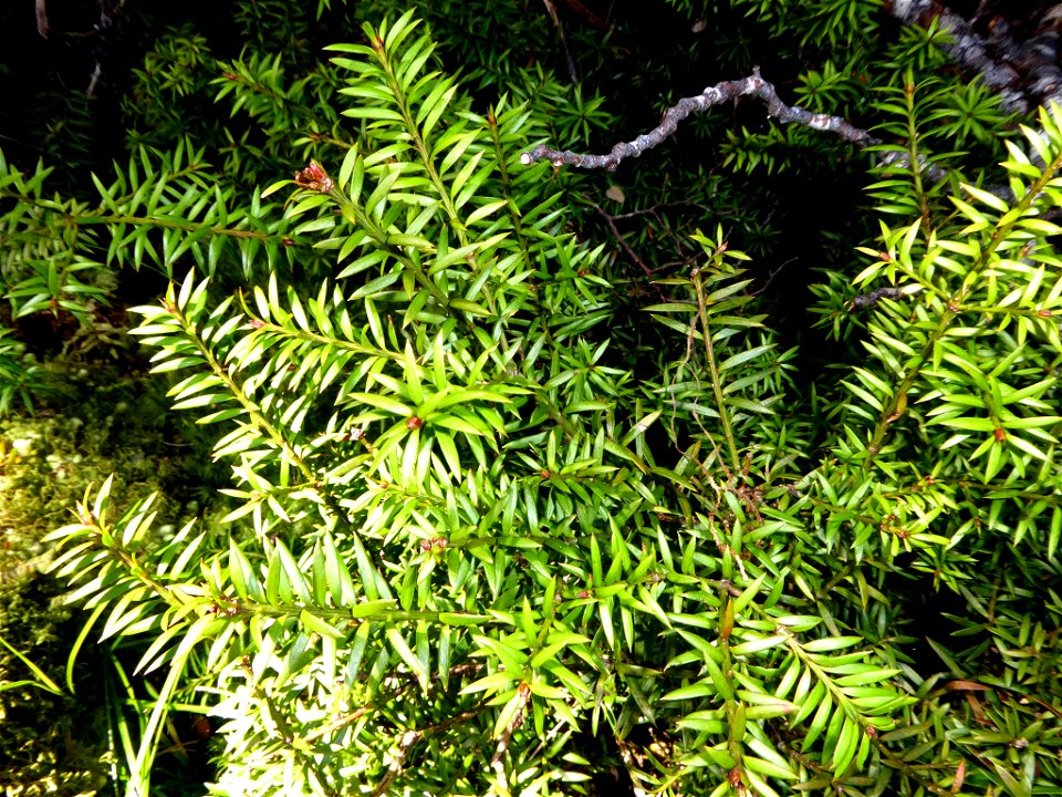 Podocarpus laetus × Podocarpus nivalis. Hybrid species of plant.