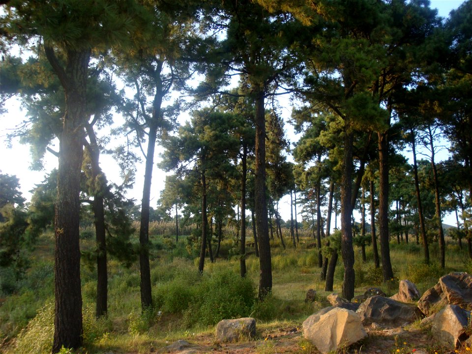 En los cerros de San Matías Cuijingo...