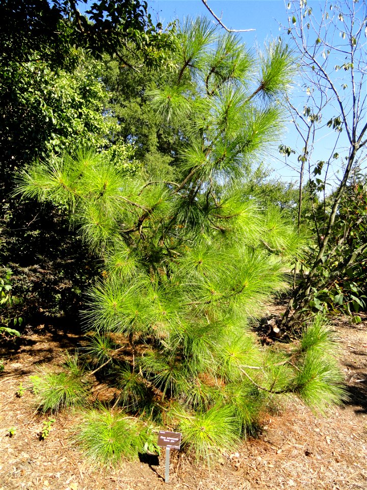Pinus taiwanensis specimen in the J. C. Raulston Arboretum (North Carolina State University), 4415 Beryl Road, Raleigh, North Carolina, USA.
