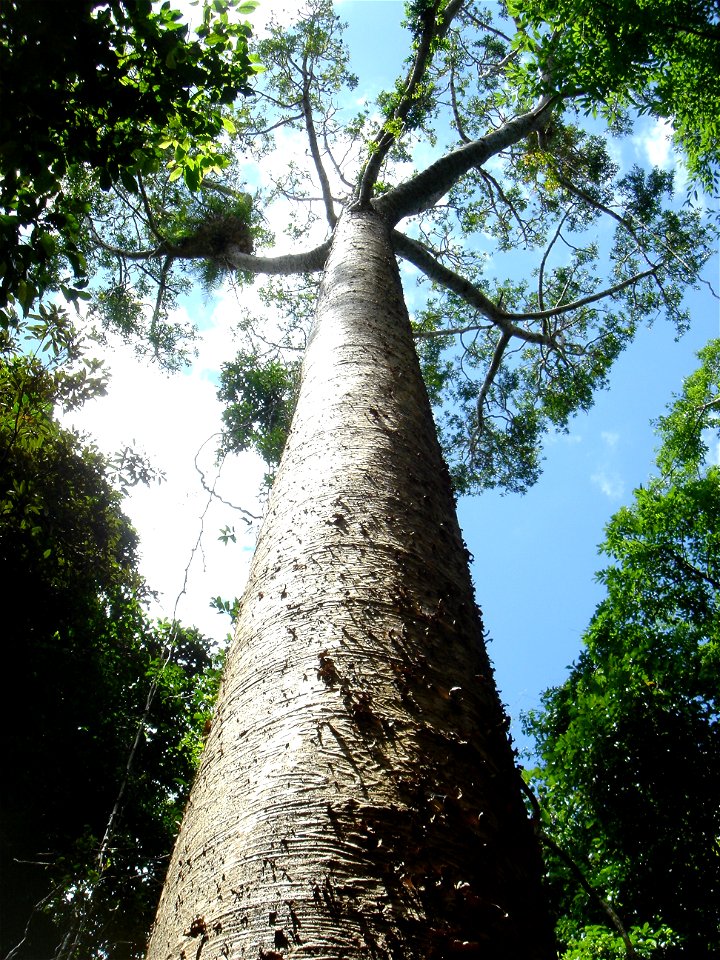 Agathis microstachya, Lake Barrine circuit walk, Atherton Tablelands, Queensland, Australia.