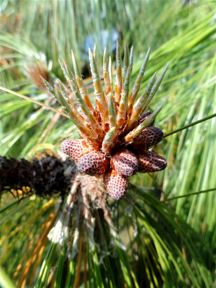 Detail of Pinus devoniana specimen on the grounds of the Villa Melzi (Bellagio), on Lake Como, Italy.