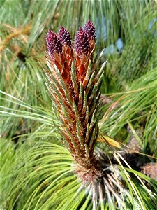 Detail of Pinus devoniana specimen on the grounds of the Villa Melzi (Bellagio), on Lake Como, Italy.