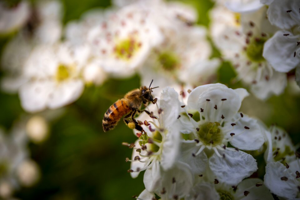 Garden blossom animal