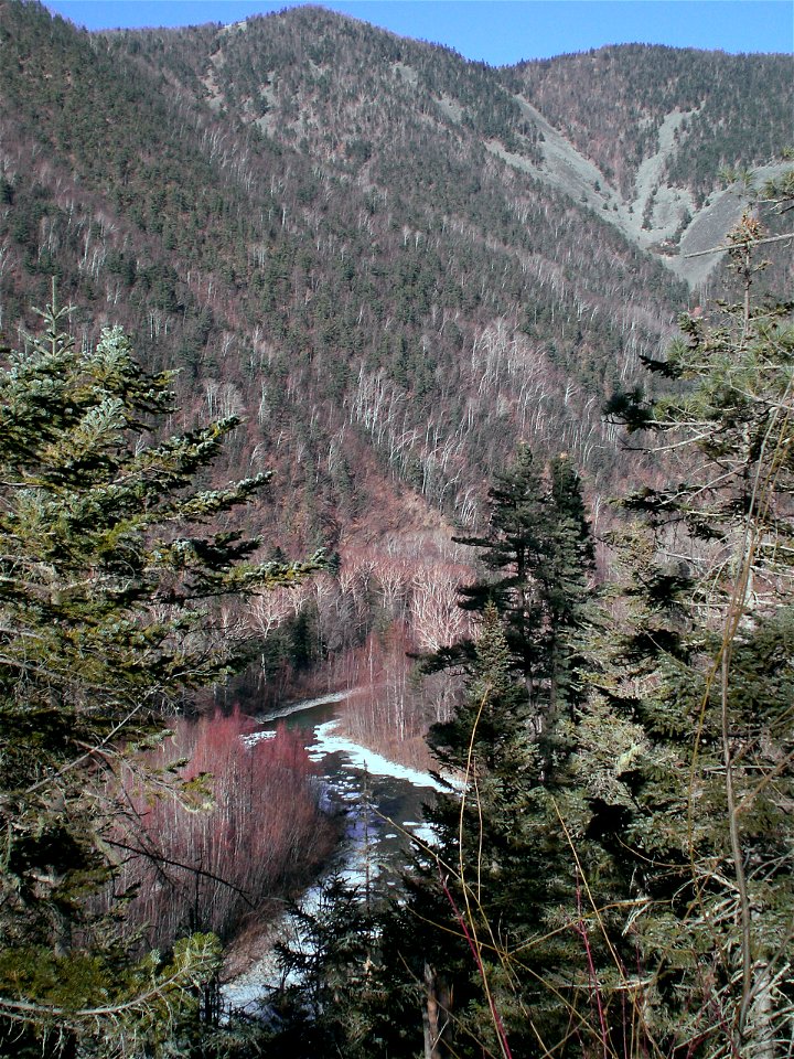 Abies nephrolepis forest, Maximovka river, Terney district, Primorsky region, Russia