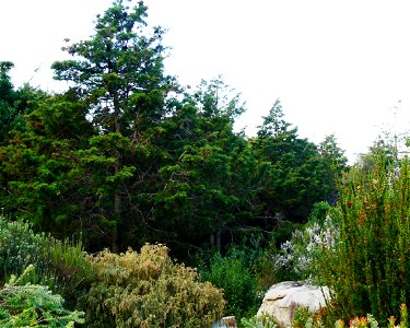 Widdringtonia nodiflora or Mountain cypress specimens growing on the lower slopes of Table Mountain. Cape Town.