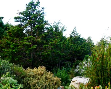 Widdringtonia nodiflora or Mountain cypress specimens growing on the lower slopes of Table Mountain. Cape Town. photo