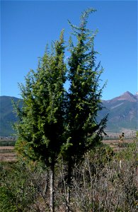 Juniperus formosana, Yulongxueshan, Yunnan, China