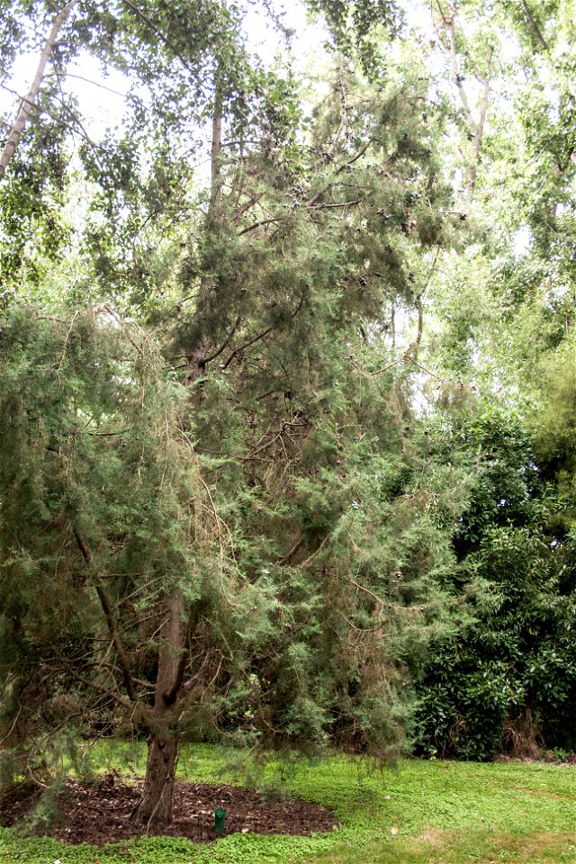 Cupressus duclouxiana