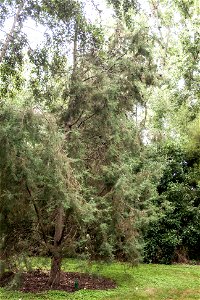 Cupressus duclouxiana photo