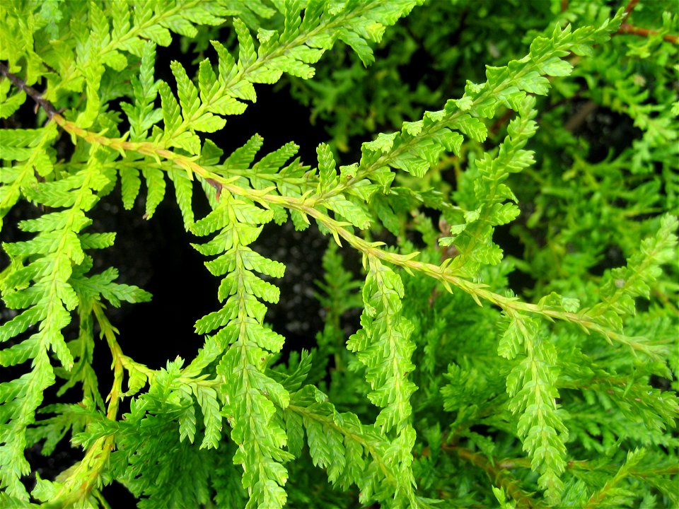 Kawaka or New Zealand Cedar, Libocedrus plumosa, foliage
