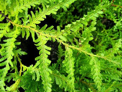 Kawaka or New Zealand Cedar, Libocedrus plumosa, foliage