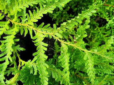 Kawaka or New Zealand Cedar, Libocedrus plumosa, foliage photo