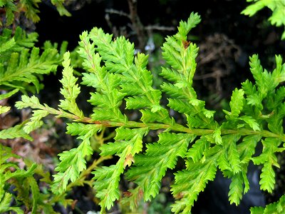 Kawaka or New Zealand Cedar, Libocedrus plumosa, foliage photo