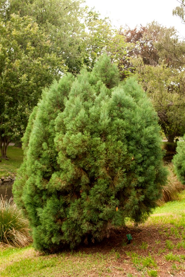 Callitris oblonga