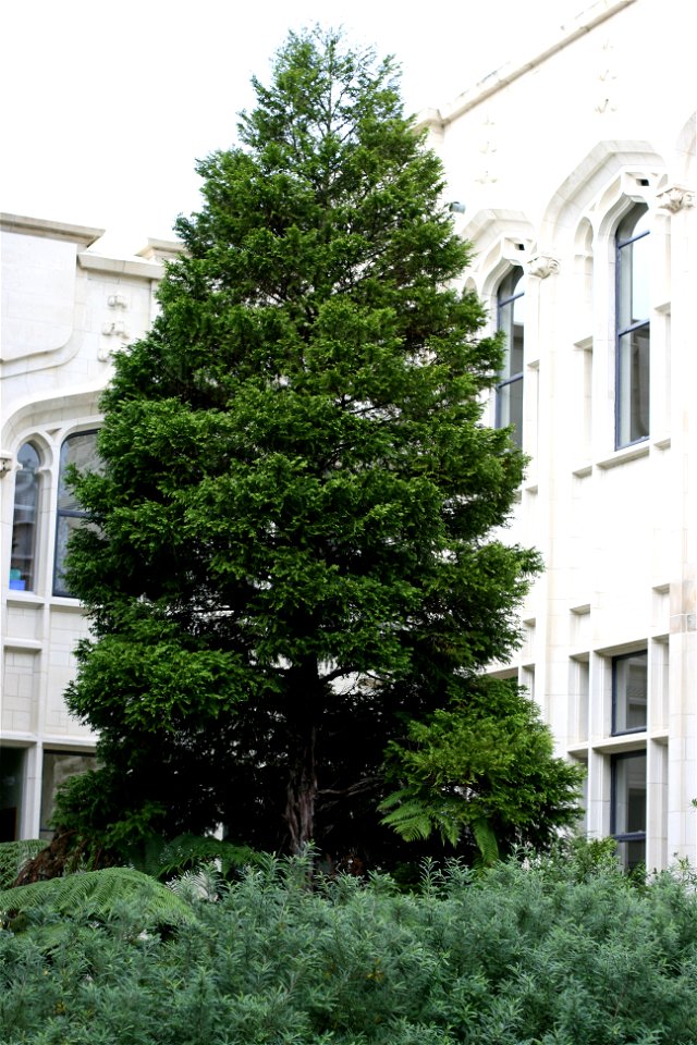Libocedrus plumosa. A young tree growing on the campus of the University of Auckland, Auckland, New Zealand.