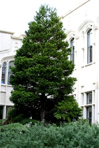 Libocedrus plumosa. A young tree growing on the campus of the University of Auckland, Auckland, New Zealand. photo