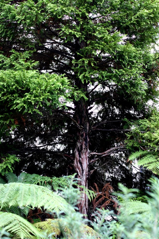Libocedrus plumosa. Detail of a young tree growing on the campus of the University of Auckland, Auckland, New Zealand.