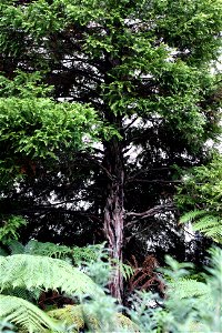 Libocedrus plumosa. Detail of a young tree growing on the campus of the University of Auckland, Auckland, New Zealand.