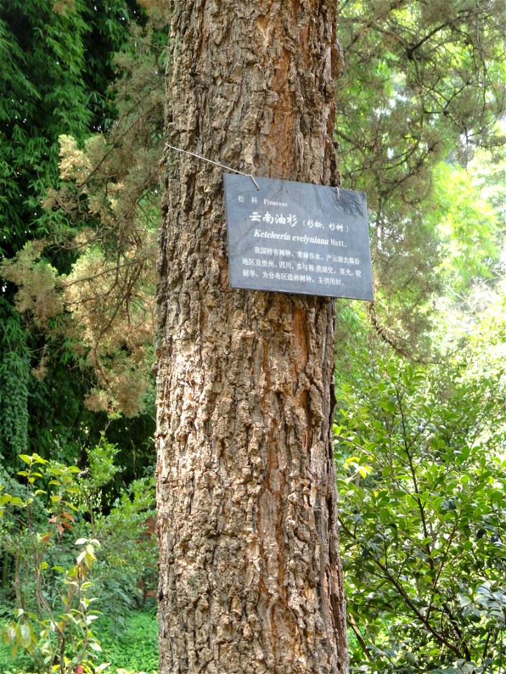 Plant specimen in the Kunming Botanical Garden, Kunming, Yunnan, China.