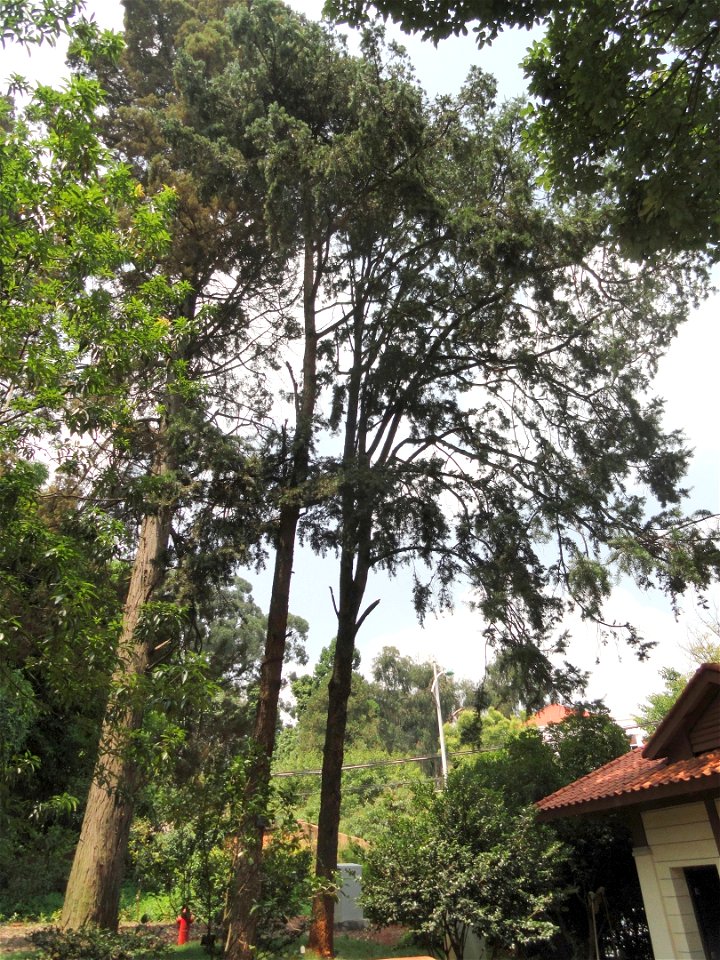 Plant specimen in the Kunming Botanical Garden, Kunming, Yunnan, China.