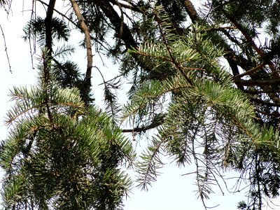 Plant specimen in the Kunming Botanical Garden, Kunming, Yunnan, China.