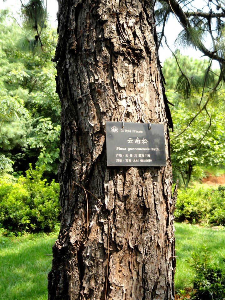 Plant specimen in the Kunming Botanical Garden, Kunming, Yunnan, China.