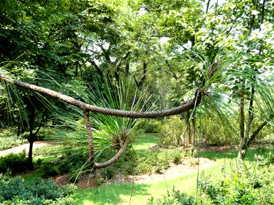 Plant specimen in the Kunming Botanical Garden, Kunming, Yunnan, China. photo