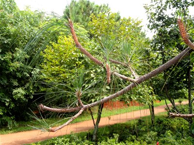 Plant specimen in the Kunming Botanical Garden, Kunming, Yunnan, China.