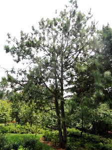 Plant specimen in the Kunming Botanical Garden, Kunming, Yunnan, China.